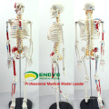 SKELETON04 (12364) modèle de squelette de la Science médicale 85cm avec le muscle peint pour la Science médicale, meilleur cadeau pour l&#39;orthopédiste